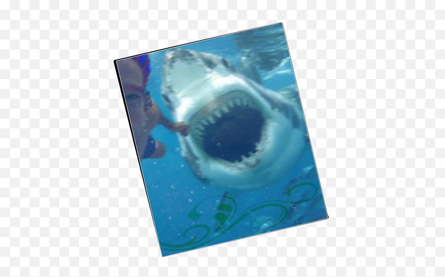 Mermish Party - Pagina 2 Great White Shark Emoji,Emoticon Perplessa