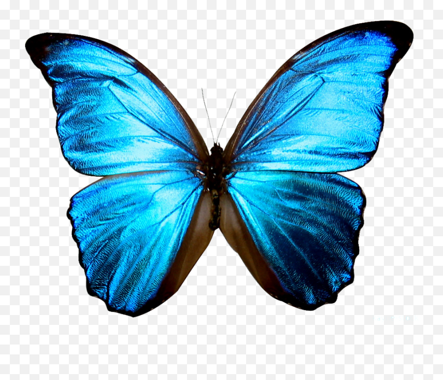 High Resolution Butterfly Icon Png - Blue Butterfly Transparent Background Emoji,Butterfly Emoji Png