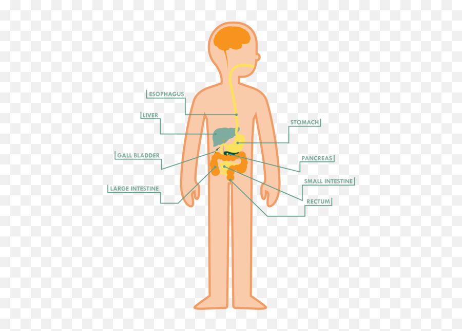 Digestive Systemyoga Ibs Cronhnu0027s Colitis Meditation - Standing Emoji,Colitis Emoticon Of Fall Down Laughing
