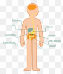 Digestive Systemyoga Ibs Cronhnu0027s Colitis Meditation - Standing Emoji,Colitis Emoticon Of Fall Down Laughing