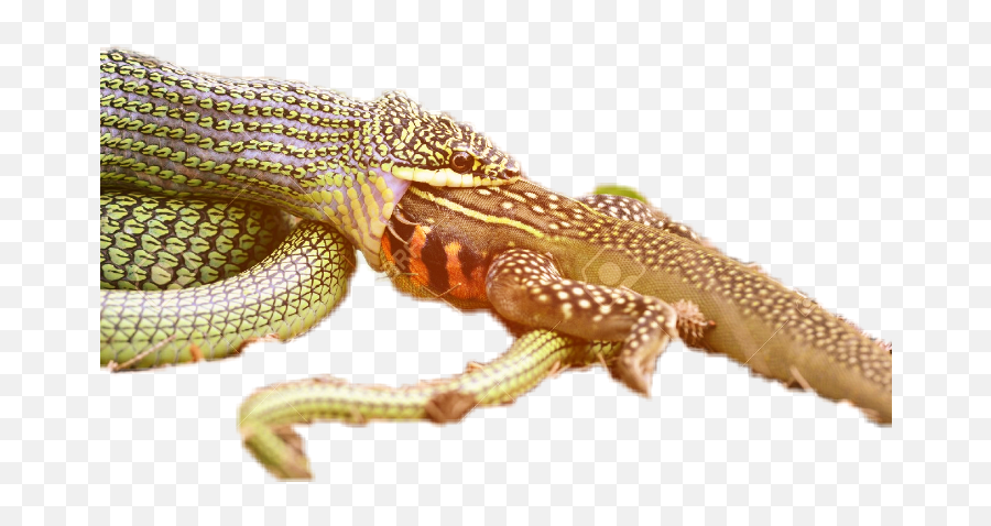 The Most Edited Tease Picsart - Agamid Lizards Emoji,Where Is The Emoticon For 