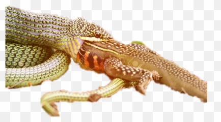 The Most Edited Tease Picsart - Agamid Lizards Emoji,Where Is The Emoticon For 