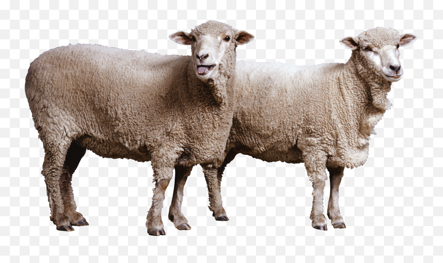 Old Sheep Png Picpng - Sheep Png Emoji,Lamb Emoji