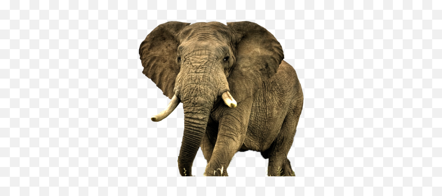 Download Elephant Free Png Transparent Image And Clipart - Animal Elephant Hd Png Emoji,Elephants Emoji
