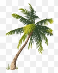 Palm Tree Sticker Challenge - Palm Vs Coconut Tree Emoji,Colorful Palm Trees With Emojis