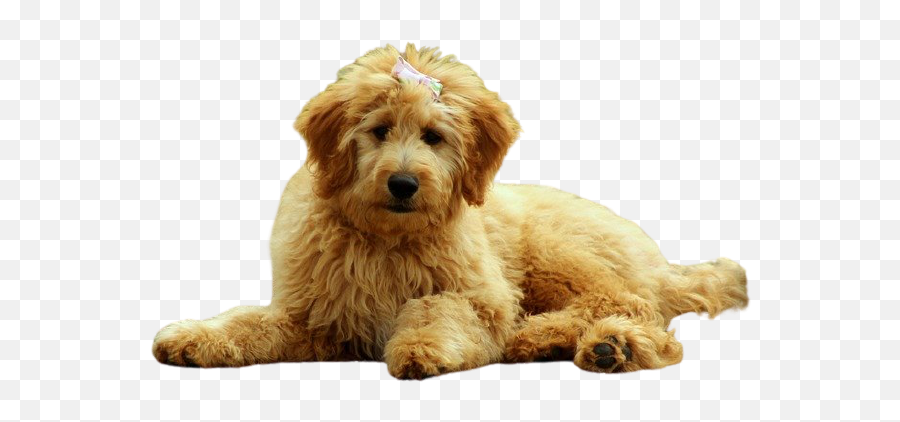 Why Are Goldendoodles So Stubborn - Howdy Pets Golden Doodle Emoji,Emotions Doodle