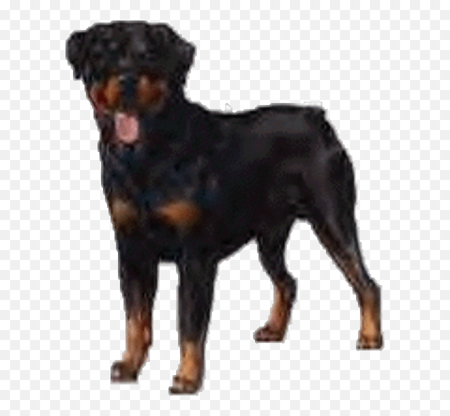 Doberman Pinscher From Playful Puppy To Devoted Dog - Hubpages Rottweiler Emoji,Emoji Angel Dog