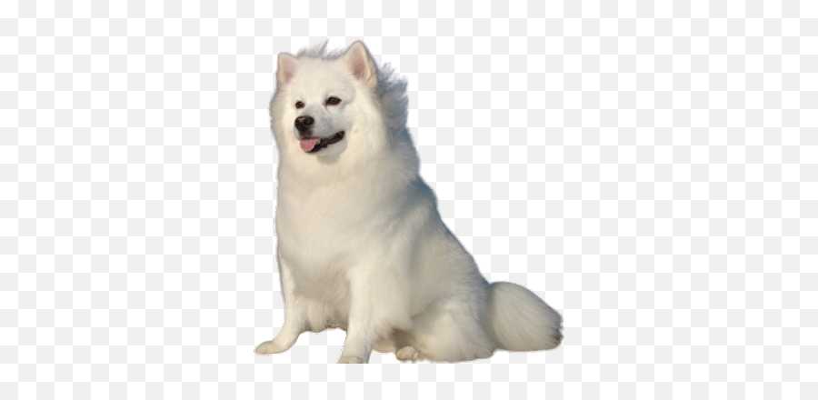 American Eskimo Dog Breed Information Emoji,Eskimo Dancing Emojis