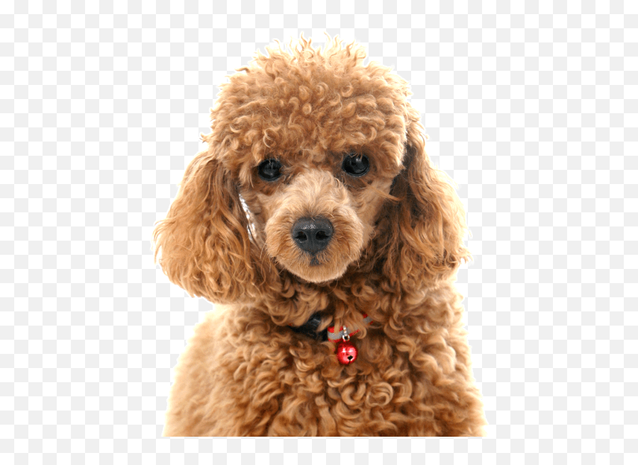 Poodle Toy Or Tea Cup Puppies For Sale - Adoptapetcom Emoji,White Toy Poodle Emoticon