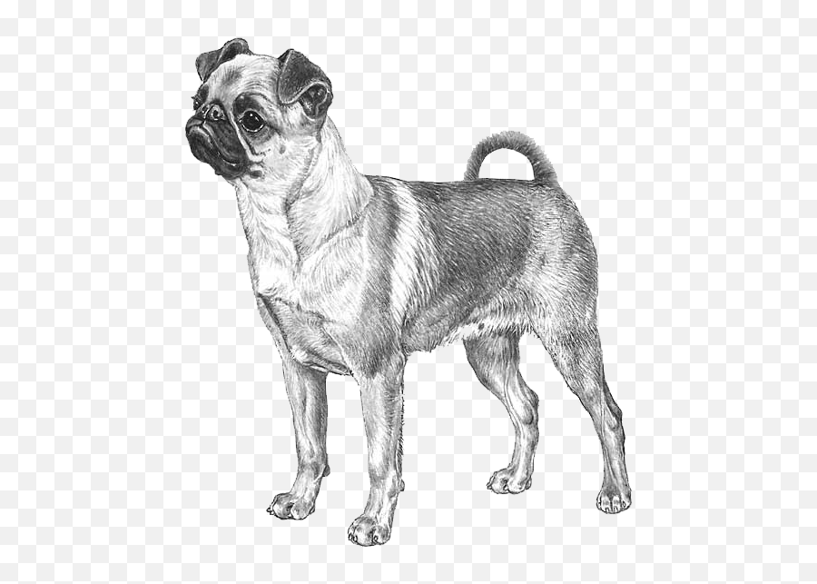 Petit Brabançon - Pedigree Breeds Dogwellnet Emoji,Copy And Paste Dog Emojis