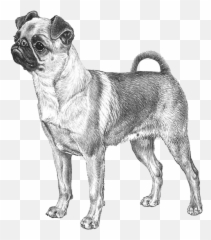 Petit Brabançon - Pedigree Breeds Dogwellnet Emoji,Copy And Paste Dog Emojis