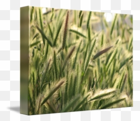 Golden Waves Of Grain Ii By Jennifer Colucci Emoji,Waves Of Emotion From Art