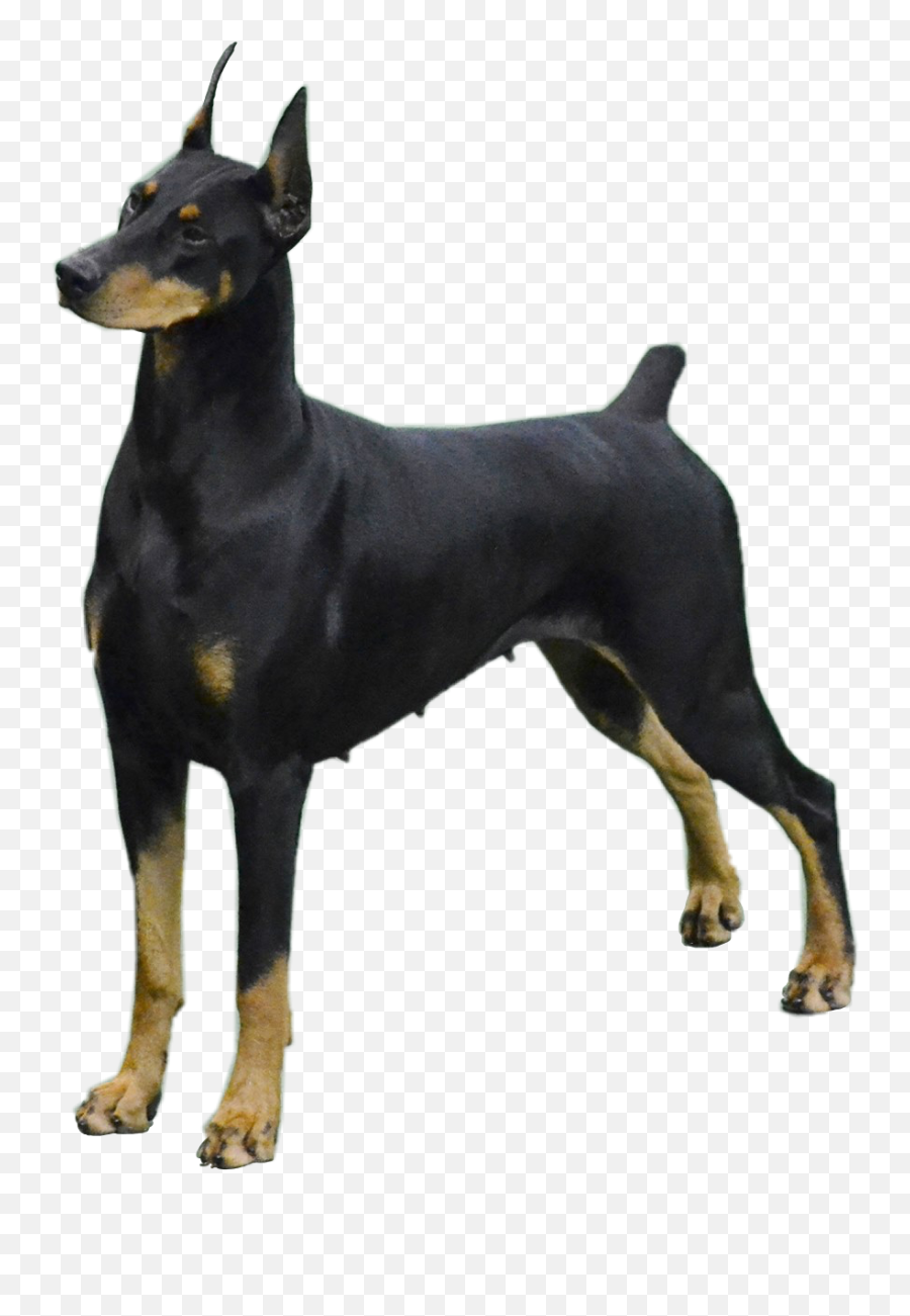 Doberman Dog Doggy Doggo Dobie Dobe - Vulnerable Native Breeds Emoji,Doberman Emoji