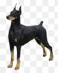 Doberman Dog Doggy Doggo Dobie Dobe - Vulnerable Native Breeds Emoji,Doberman Emoji