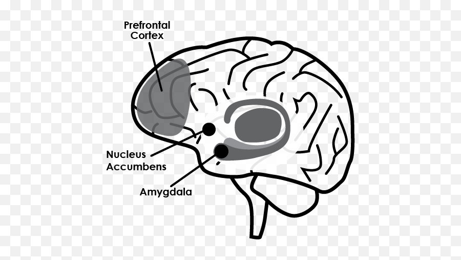 Neuroplasticity In - Amygdala Prefrontale Cortex Nucleus Accumbens Emoji,Positive And Negative Emotions