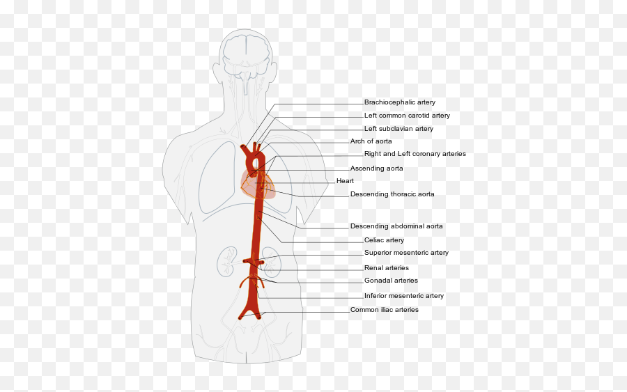 Gastrointestinal Circulation Blood Supply Of The Gi Tract - Sketch Emoji,Emotions Of The Splenic Flexure