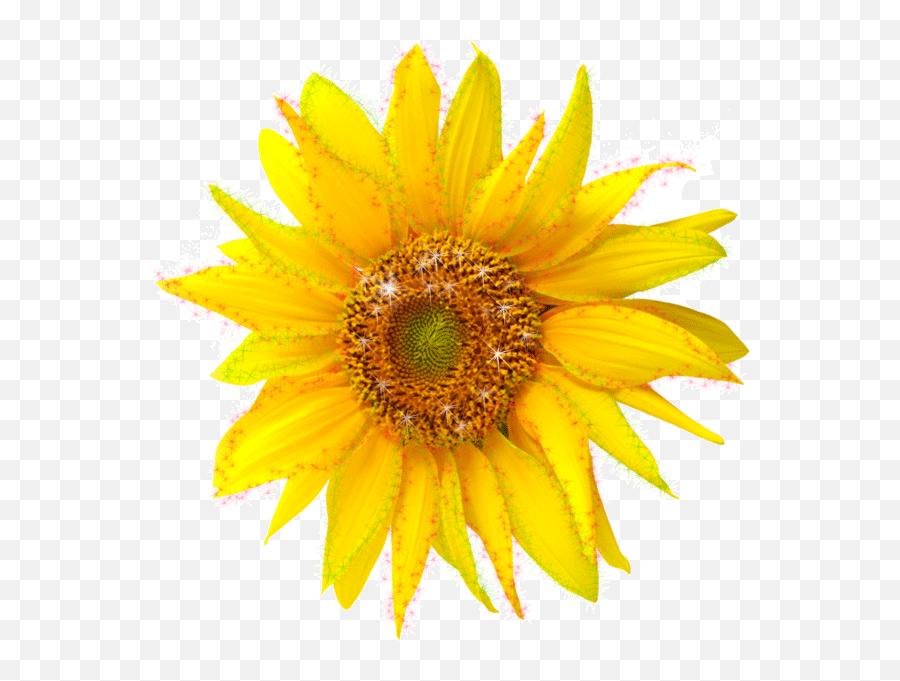 Sunflower Gifs Emoji,Facebook Sunflower Emoticons