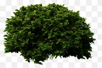 Download Evergreen Shrub Tree Bush Shrubs Bridal - Wreaths Shrub Png Emoji,Bush Emoticon