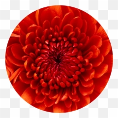Professional Teeth Whitening Services In Aubrey Tx Teeth Emoji,Closed Eyes Flower Emoticon Meme