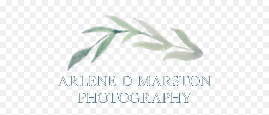 Arlene D Marston Photography Wedding Photographers - The Knot Emoji,Emotion Stealth Prowler 13