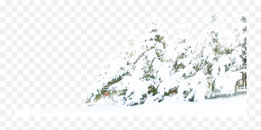 Download Tree Winter Pine Snow Free - Snow Background Transparent Snow Png Emoji,Snowflake Sun Leaf Leaf Emoji