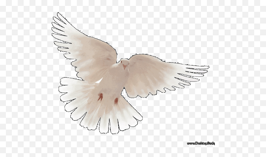 Download Hd Peace Dove Wallpaper Hd - Pigeons And Doves Emoji,Dove Facebook Emoji