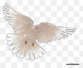 Download Hd Peace Dove Wallpaper Hd - Pigeons And Doves Emoji,Dove Facebook Emoji