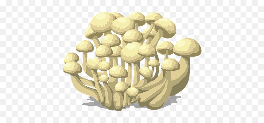 Over 200 Free Mushroom Vectors - Pixabay Emoji,Mushroom Cloud Emoji