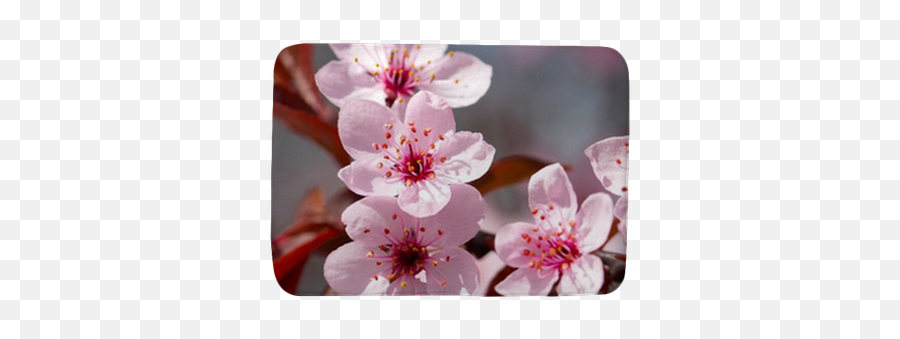 Pink Cherry Blossom Bath Mat U2022 Pixers U2022 We Live To Change Emoji,Sakura Blossom Emoji