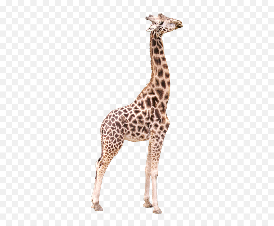 Giraffe Giraffes Animals Animal Sticker - Transparent Background Giraffe Transparent Emoji,Giraffe Emoji