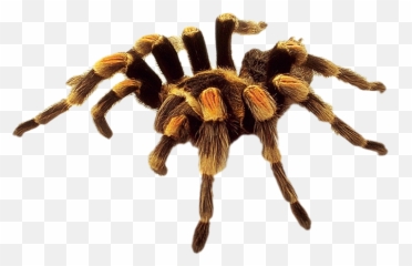 Spider Portable Network Graphics Image - Spider Hd Png Emoji,Dire Spider Emoticons