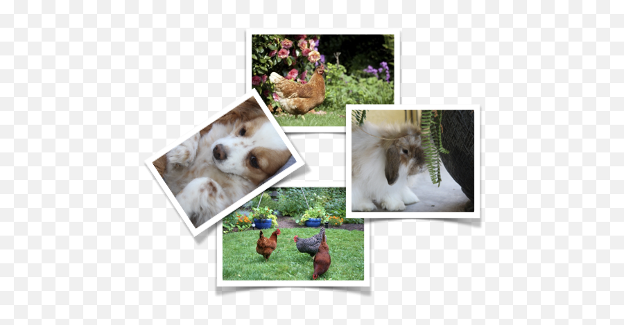 Animal Support Therapy Los Angeles Beverly Hills Malibu - Toy Dog Emoji,Cats Vs Dogs Emotion