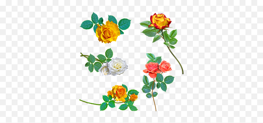 Trandafiri Galbeni Trandafirul Alb Flower Clipart - White Rose Yellow And Rose Emoji,Plant, Emotions, Clipart