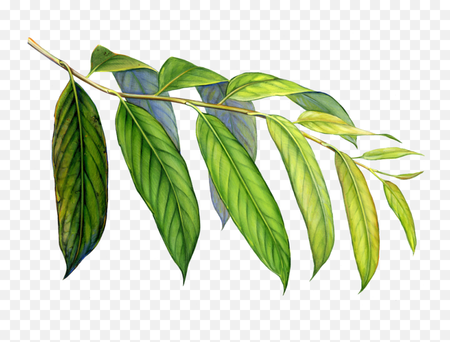 The Fate Of The Worldu0027s - Tropical Evergreen Forest Png Emoji,Work Emotion Forester Rims