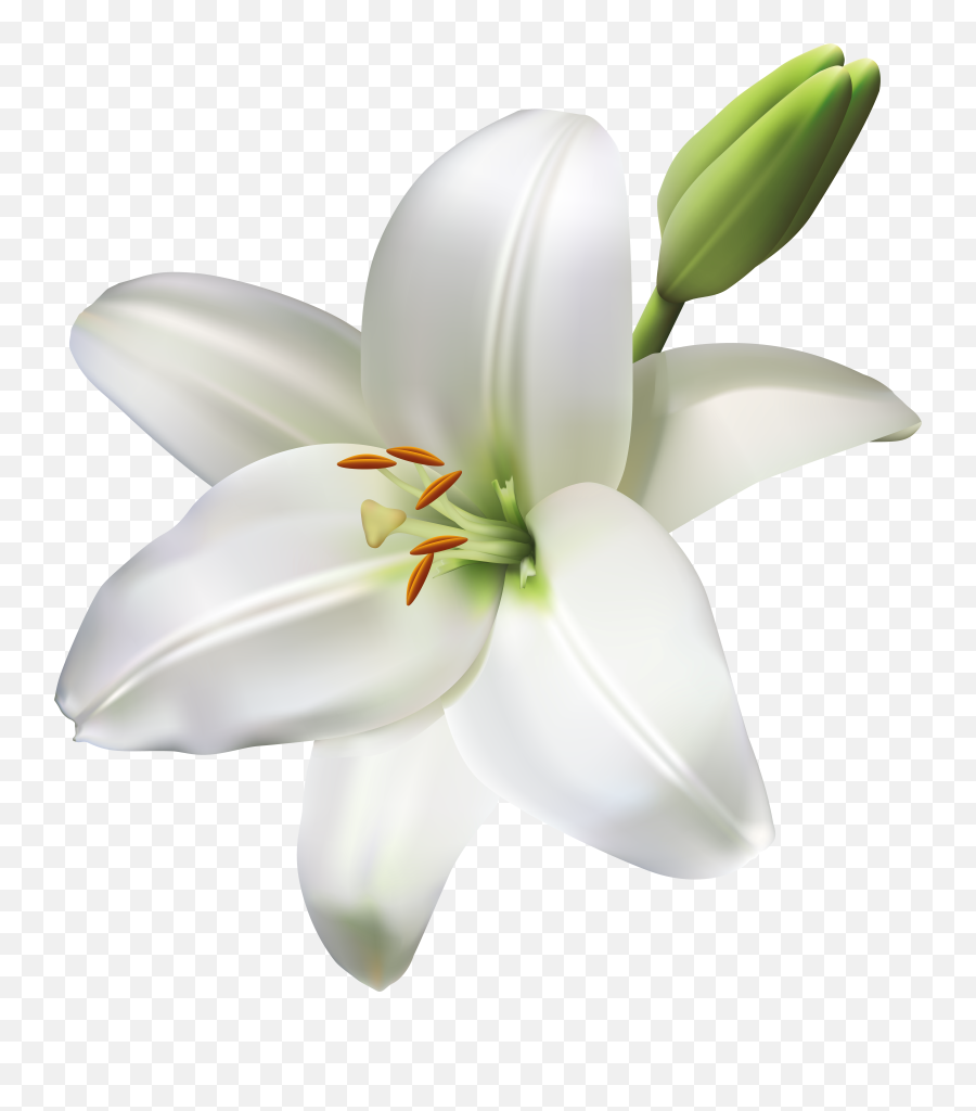 Lily Flower Transparent Emoji,Lily Flower Emoji