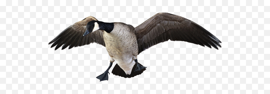 Canada Geese Taxidermy Mounts - Canada Goose Emoji,Canadian Goose Emoticon