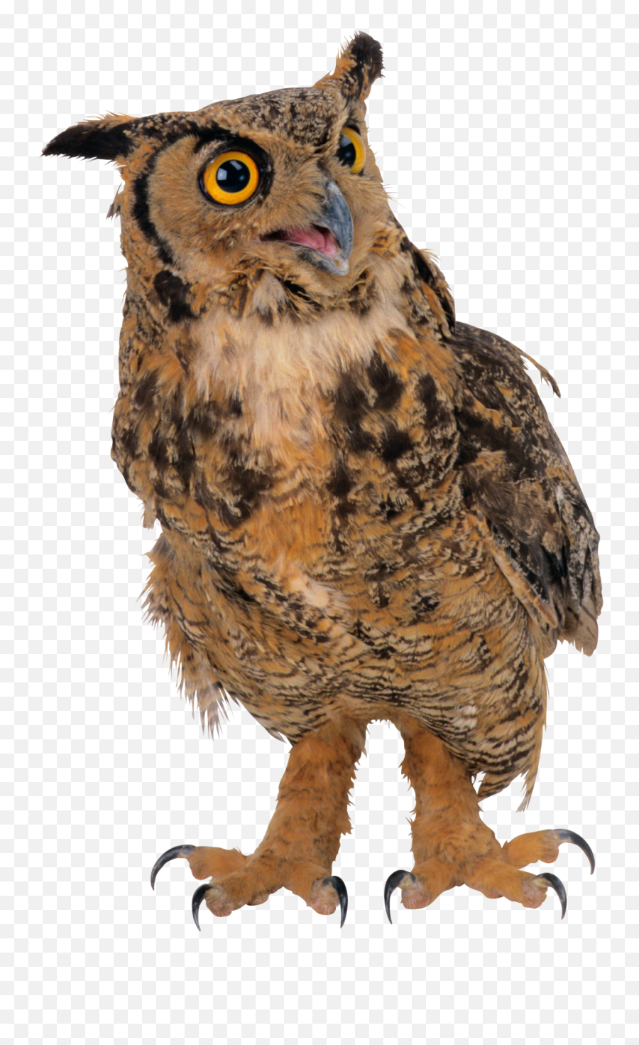 Owl Png Image Free - High Quality Image For Free Here Emoji,Owl Emoji