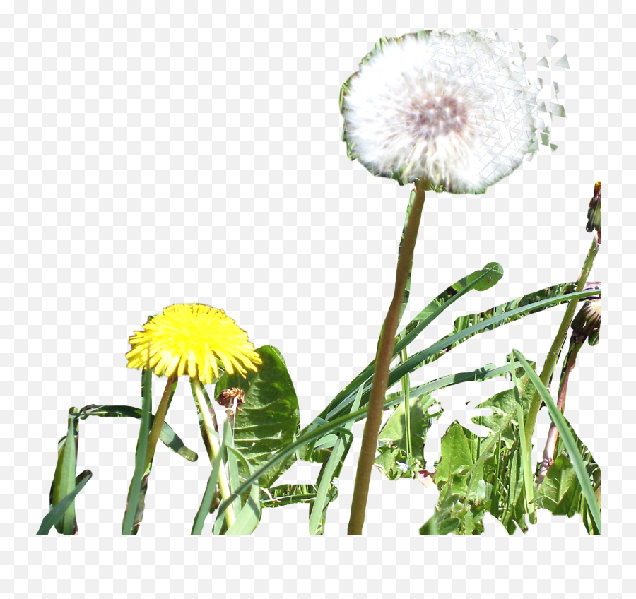 Largest Collection Of Free - Toedit Dandelion Macro Stickers Common Dandelion Emoji,Dandelion Emoji