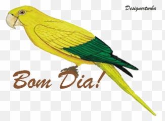 Top Papagaio Stickers For Android U0026 Ios Gfycat - La Bonga Del Sinu Emoji,Parrot Slack Emoji Gif