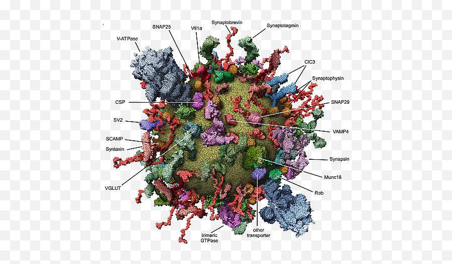 Anatomy - Cell Proteins Emoji,Robert Sapolsky At Stanford University Animal Emotions