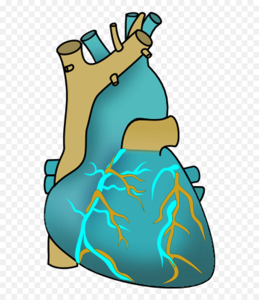 Vector Clip Art - Clip Art Heart Organ Png Download Full Heart Emoji,Emoji Transplant