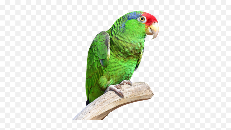 Home - Amazon Parrot Emoji,Long-billed Corella Smile Emoticon