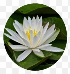 Flower Power Stickers - Emergent Vegetation Emoji,Lily Flower Emoji