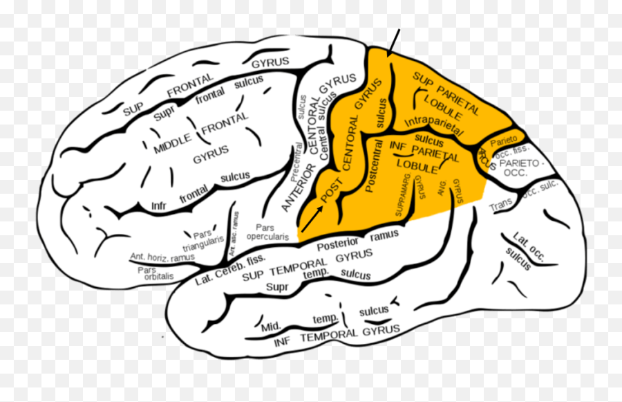 Feet And Sex U2022 Bonnyu0027s Oysterbed7 Emoji,Toes And Emotions