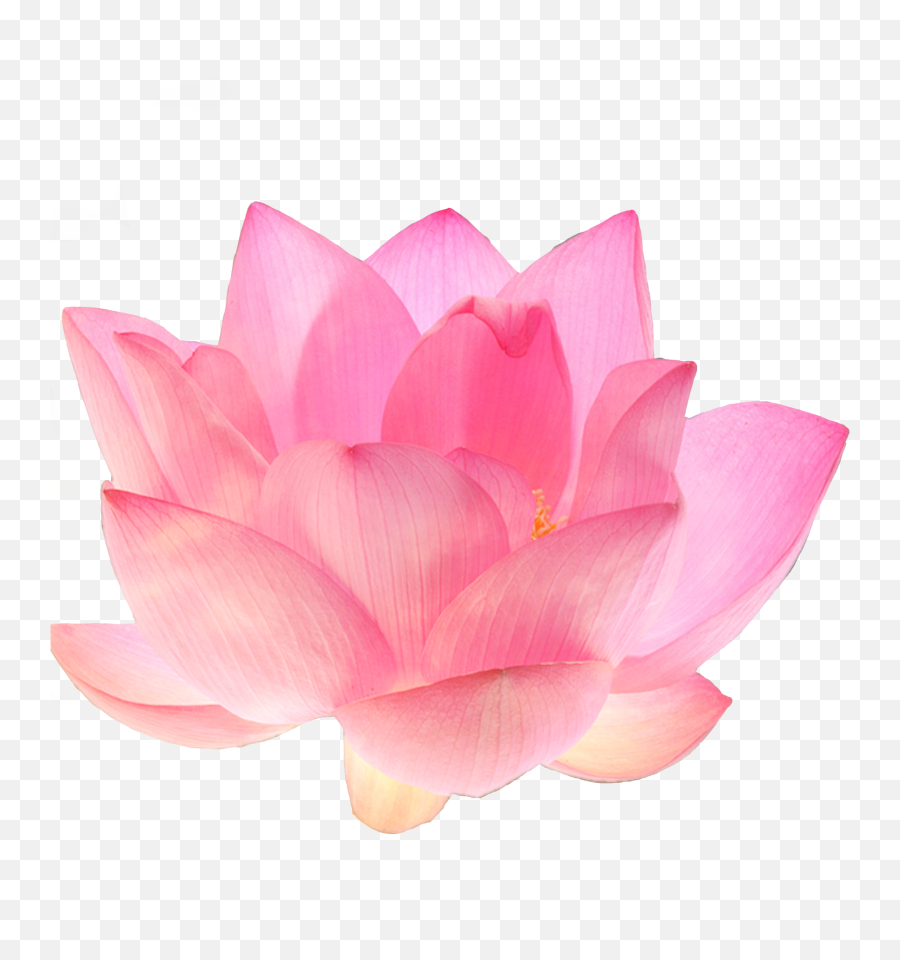 The Most Edited Petal Picsart Emoji,Pinkfloweremoji Insta The Most Edited Petal Picsart Emoji,Pinkfloweremoji Insta