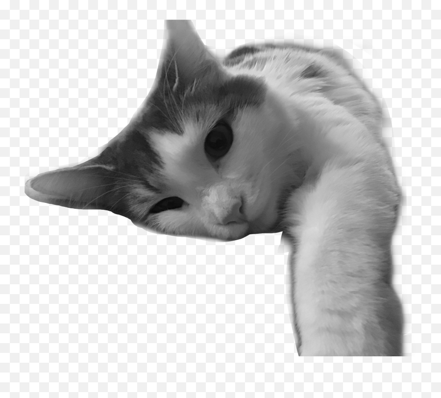 Cat Kitten Michelle Sticker - Soft Emoji,Laying Down Cat Emoji