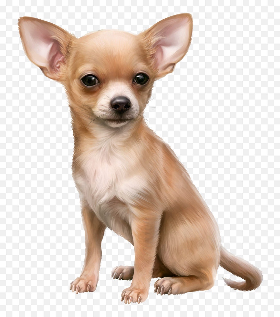 Mileidi46 - Chihuahua Dog Png Transparent Cartoon Transparent Background Chihuahua Png Emoji,Chihuahua Emoji