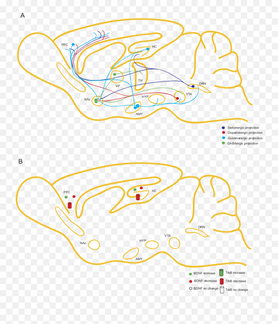 Schematic Of The Role Of Bdnf In - Dot Emoji,Samantha Sang Emotion Artwork