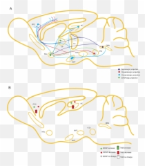 Schematic Of The Role Of Bdnf In - Dot Emoji,Samantha Sang Emotion Artwork