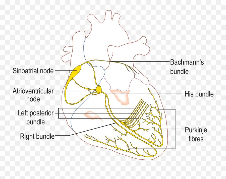 Pin On Work Presentations - Cardiac Conduction System Outline Emoji,Comlex Emotions